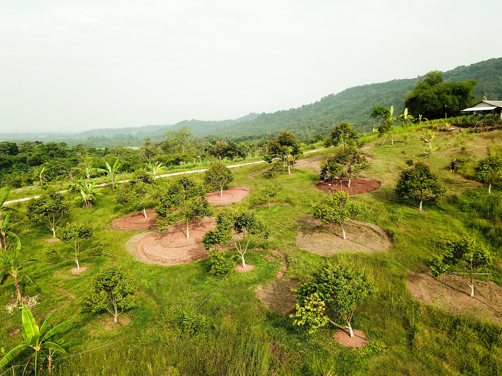 Graha Horti