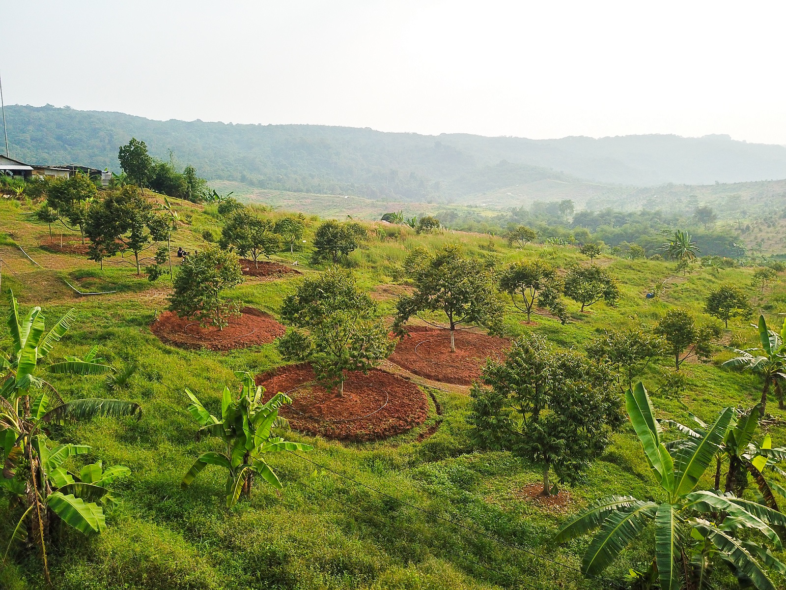 Graha Horti