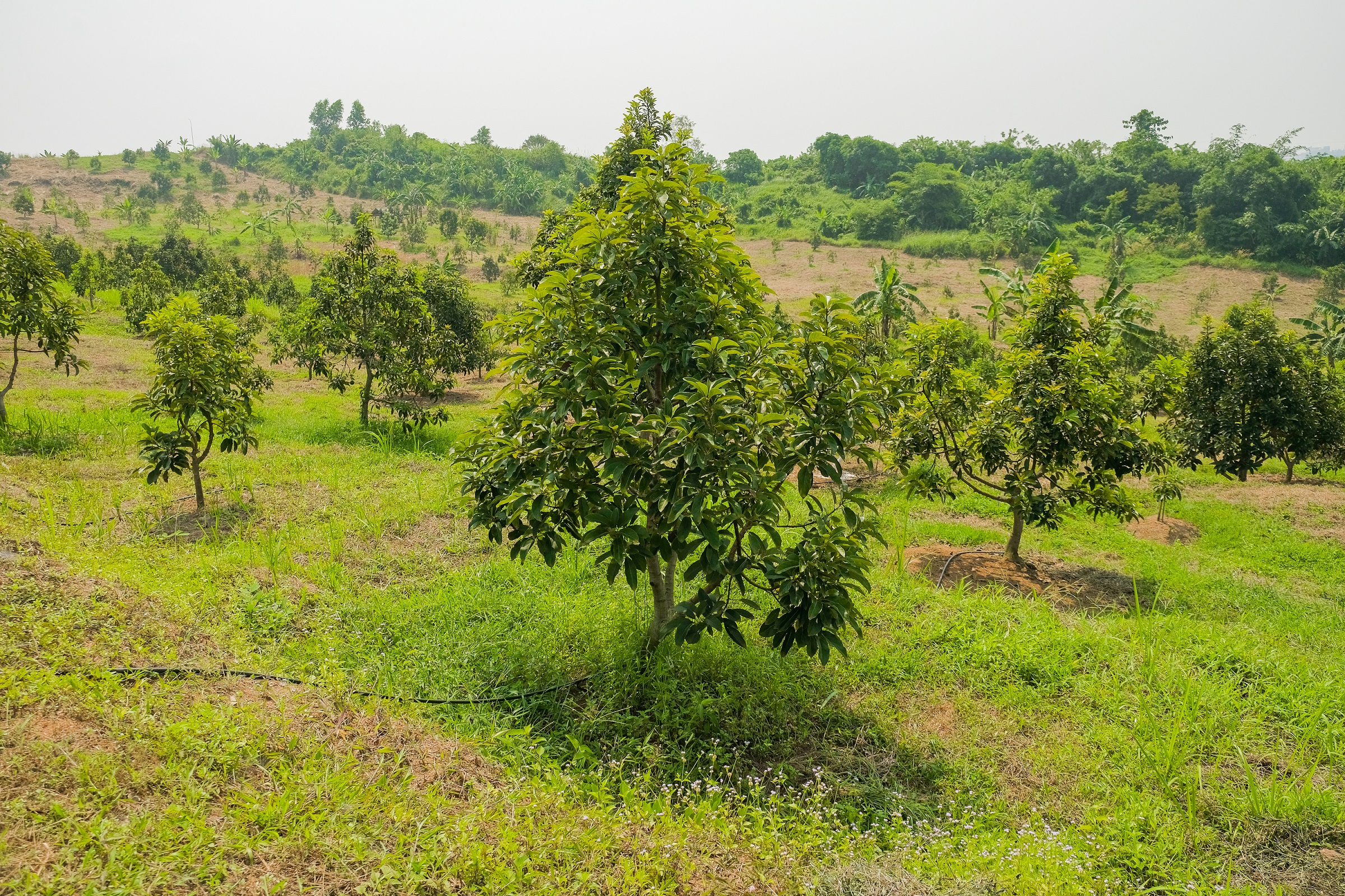 Graha Horti